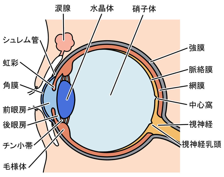 硝子体手術